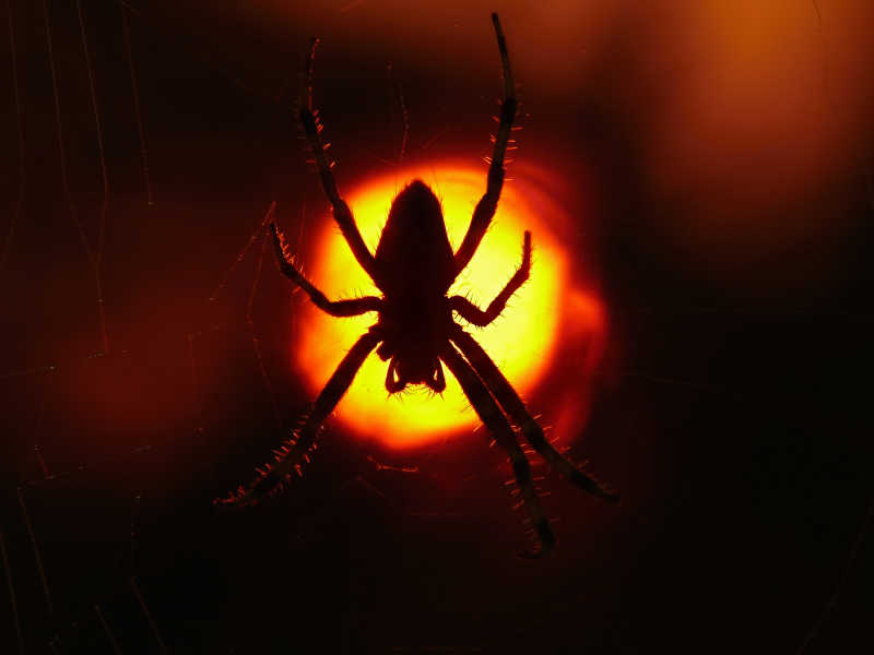 黑暗中蜘蛛网上的球蛛科